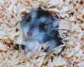 hamster1.jpg