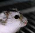 hamstrus2.jpg