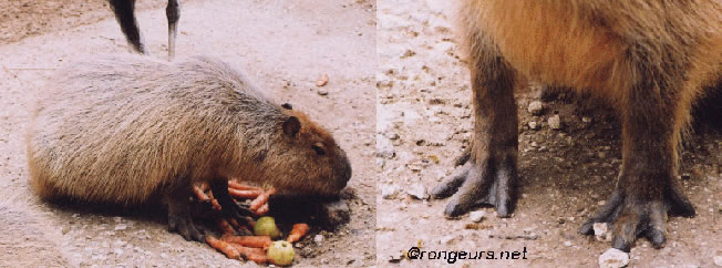 Capybara